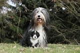 BEARDED COLLIE 090